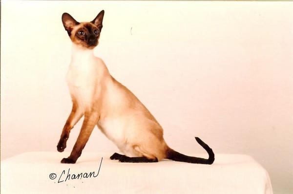 Siamese Cats are not only beatiful...